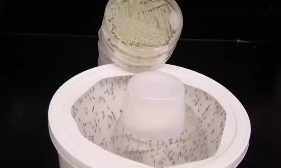 Cientistas criam fungo com aroma floral que elimina mosquitos da dengue, malária e zika