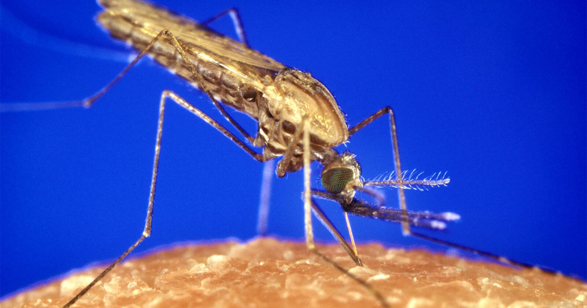 Novo tratamento contra malária é esperança para deter a resistência aos medicamentos atuais