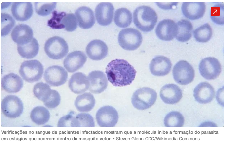 Composto sintético tem potencial para tratar malária e evitar transmissão