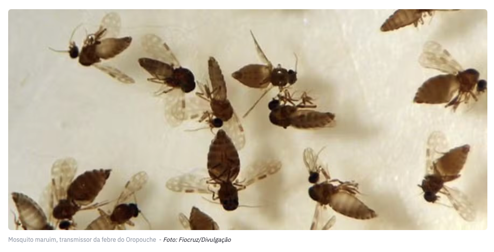 Estudo explica diferença de sintomas entre febre do Oropouche e dengue
