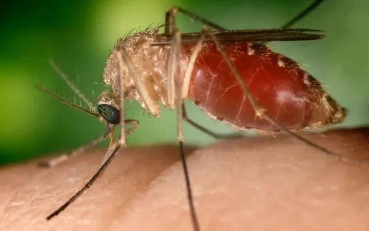 Subnotificados, casos de Oropouche atingem 2% da população brasileira