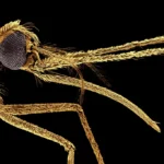 Como os mosquitos passaram a gostar de sangue humano