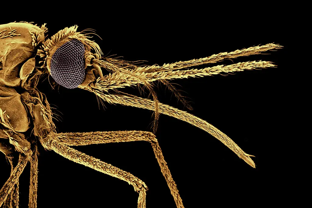 Como os mosquitos passaram a gostar de sangue humano