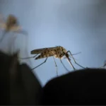 Parasita da malária usa ‘motor de foguete’ para sobreviver