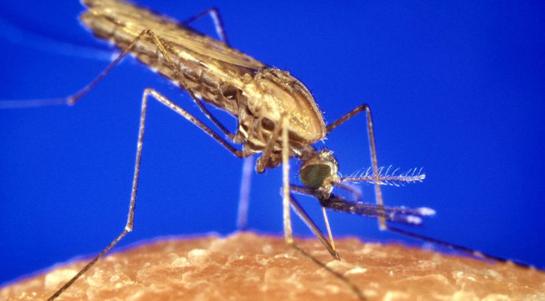 20211223_mosquitomalaria